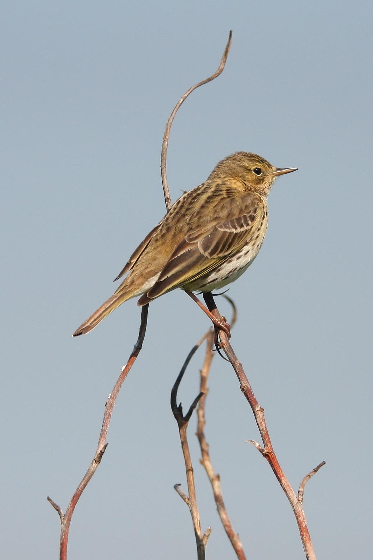Bisbita pratense
