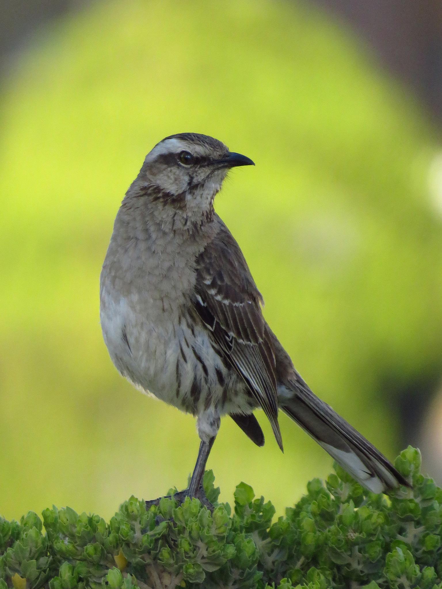 Chilean Mockingbird