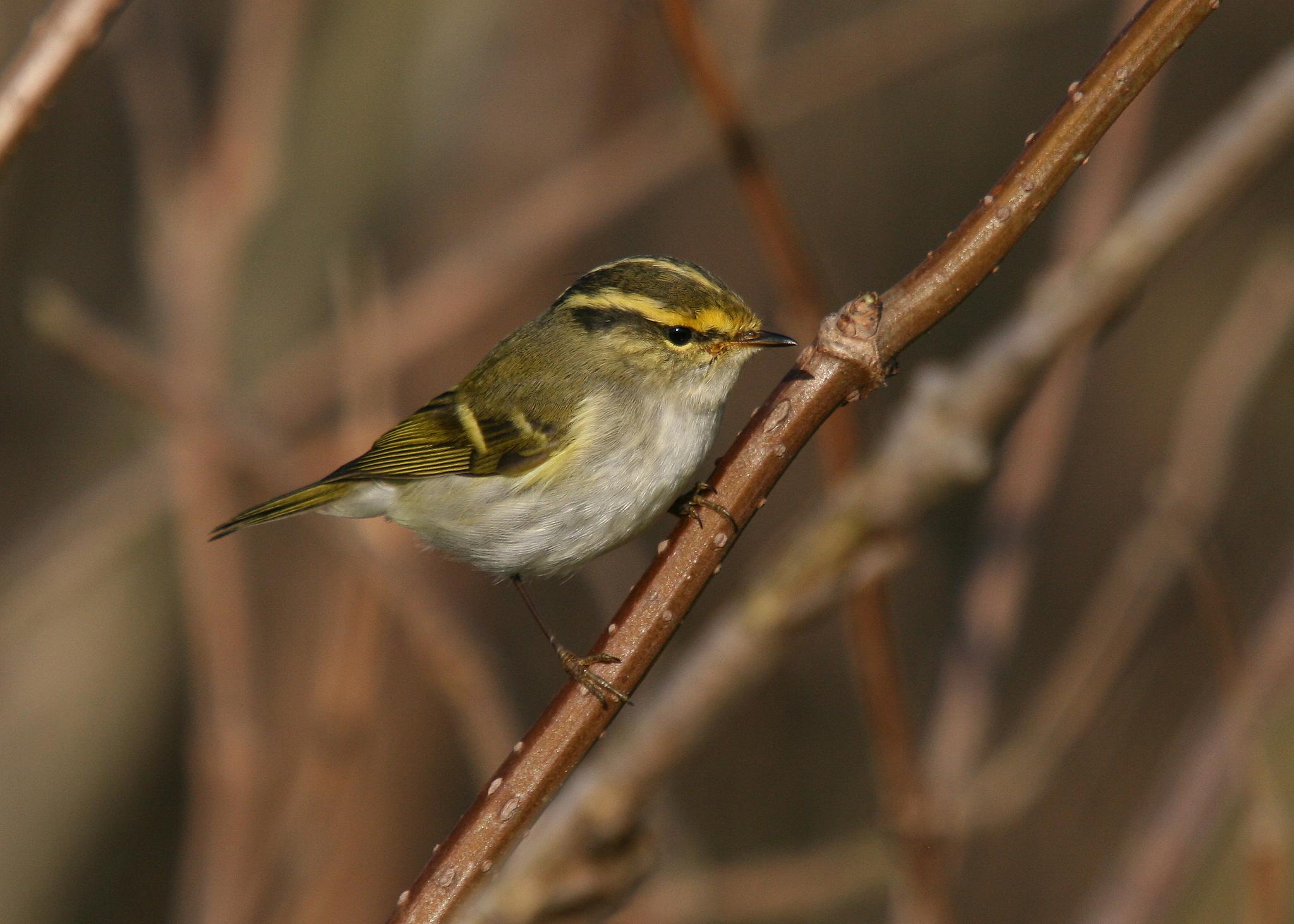 mosquitero de Pallas