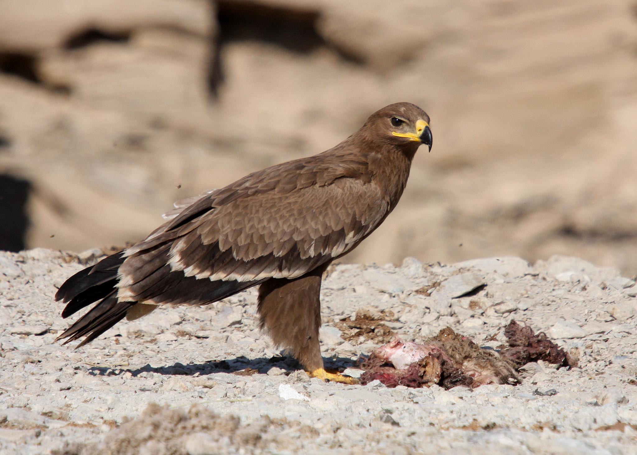 Águila esteparia