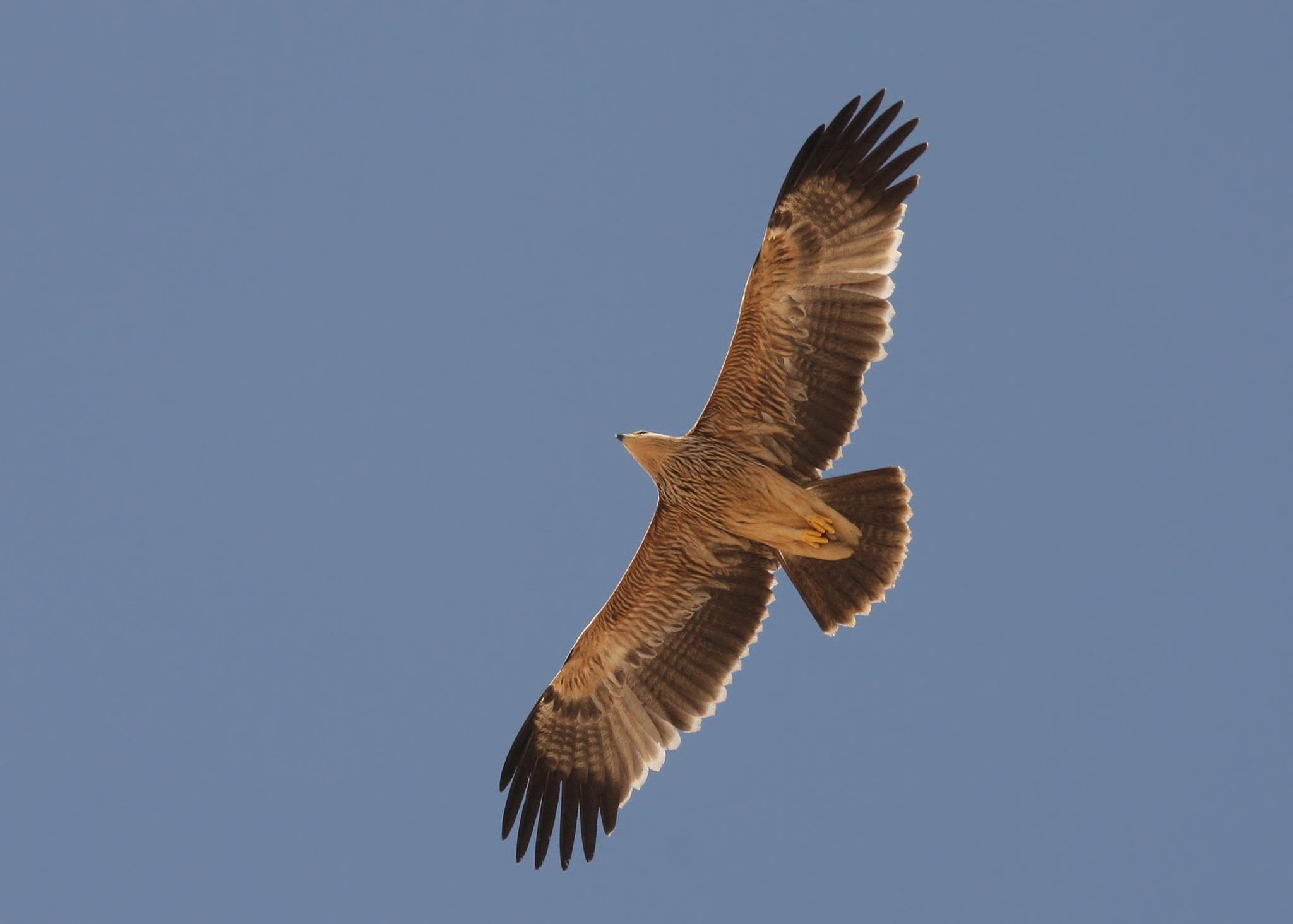 águila imperial oriental