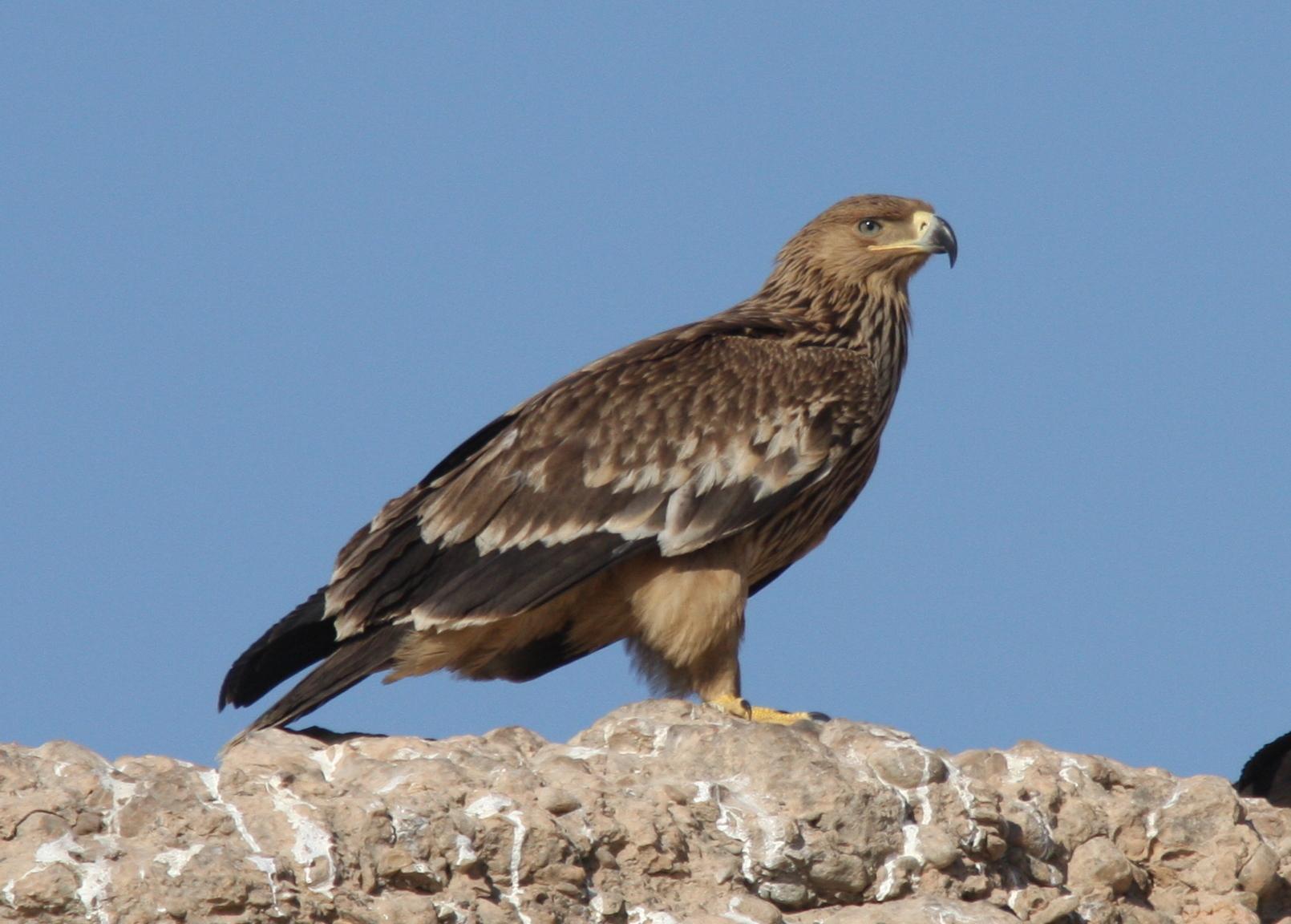 águila imperial oriental