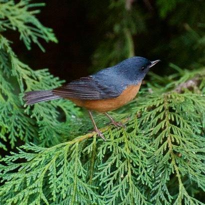 Cinnamon-bellied Flowerpiercer