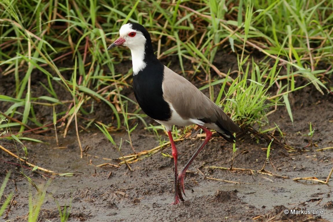 avefría palustre