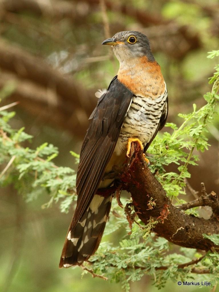 Cuco Solitario