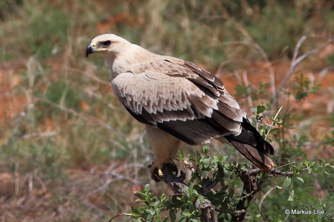 Águila rapaz
