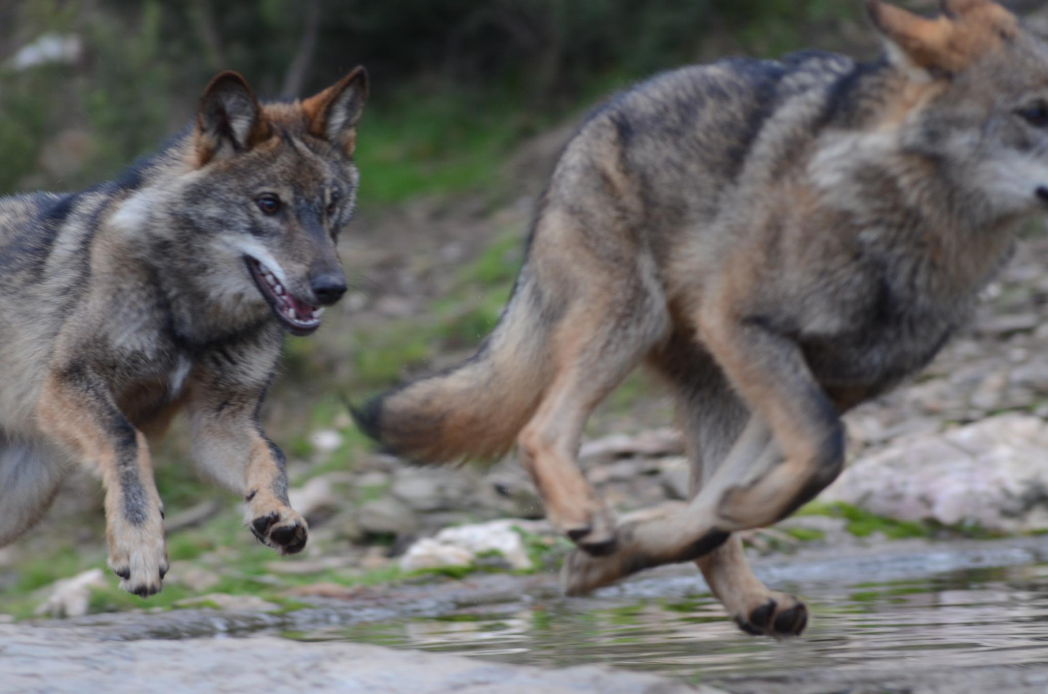 Iberian Wolf