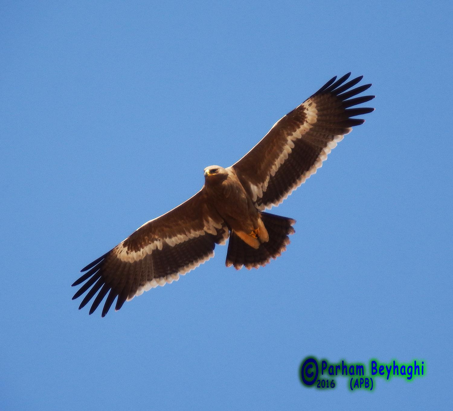 Águila esteparia
