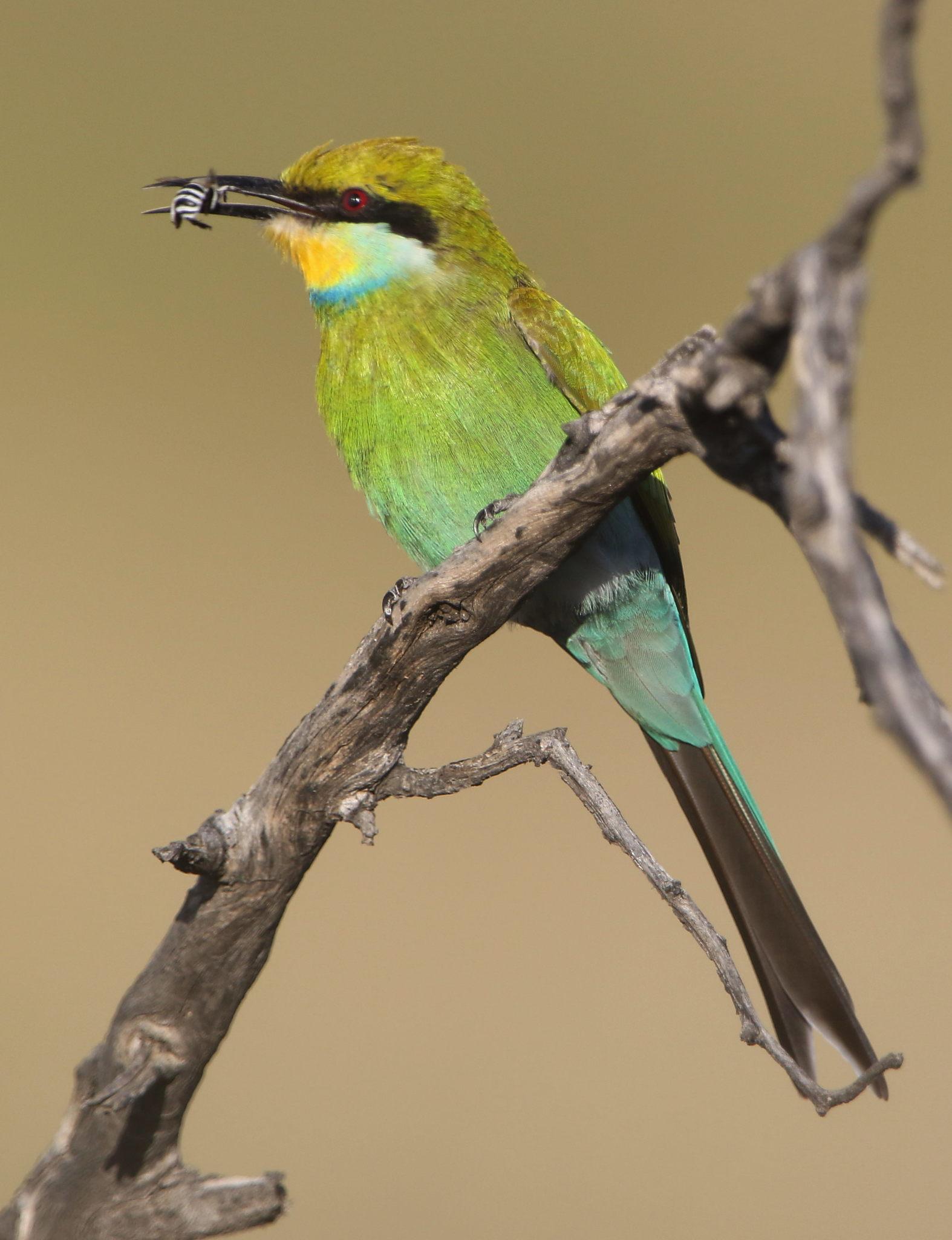 Abejaruco golondrina