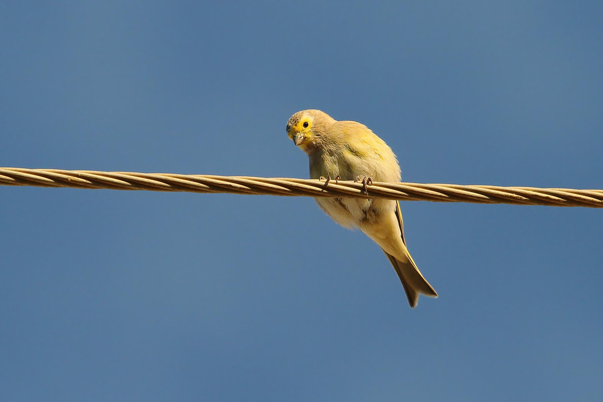 Syrian Serin