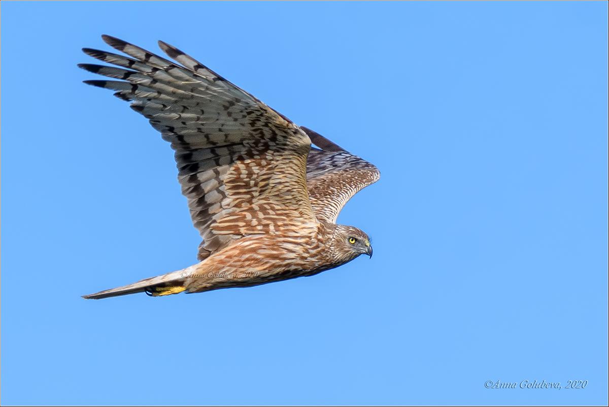 Aguilucho lagunero oriental