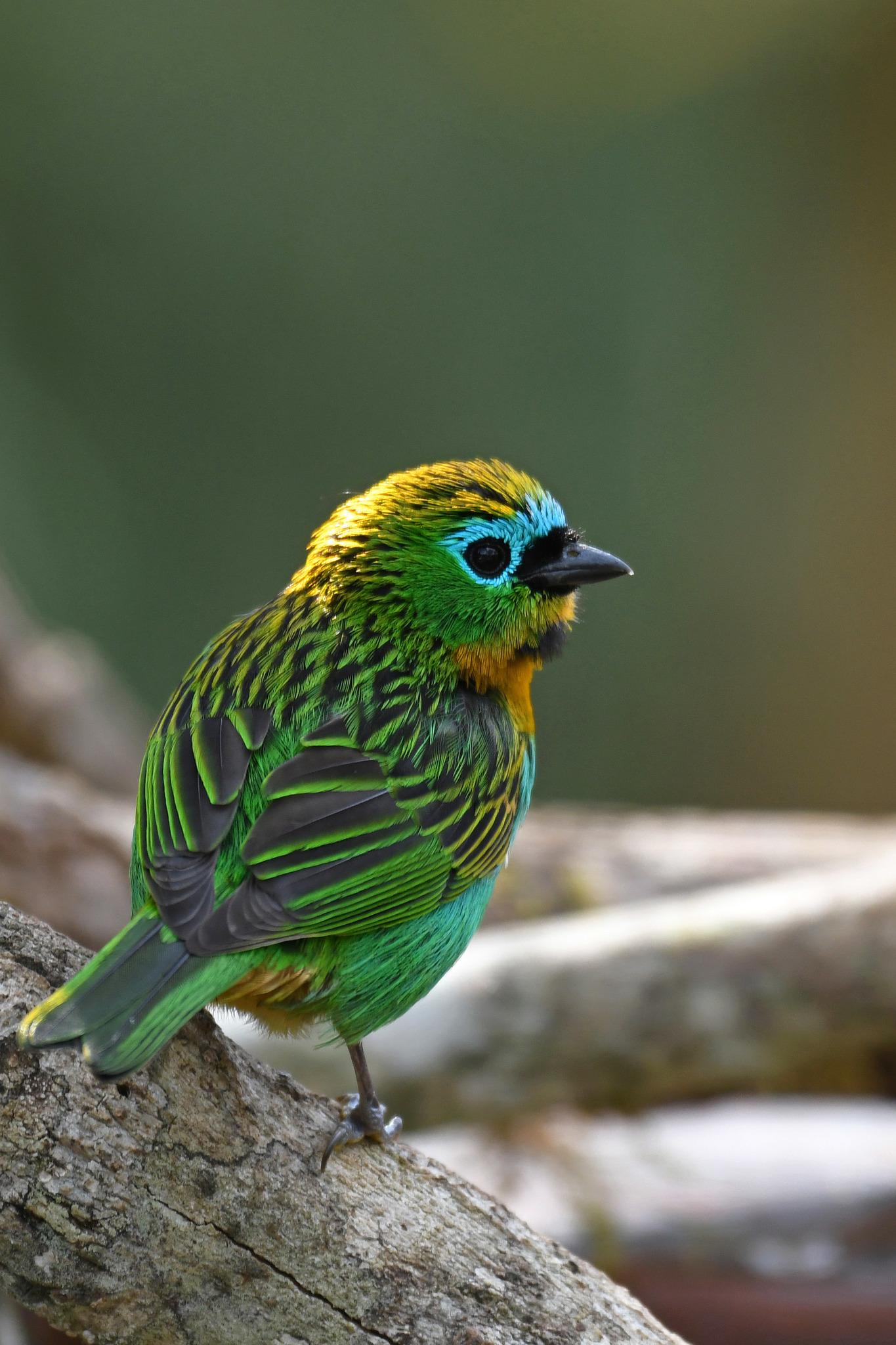 Brassy-breasted Tanager