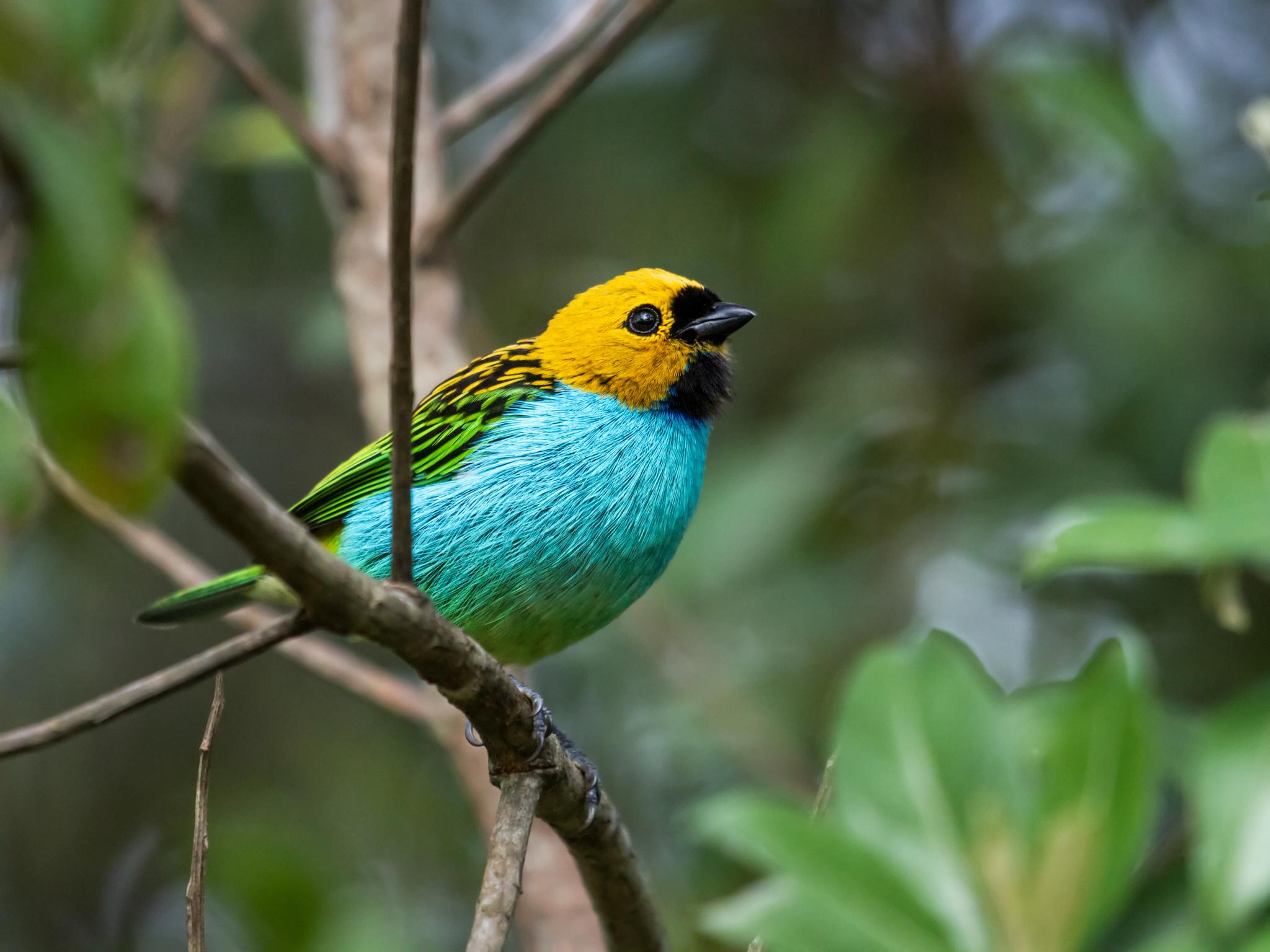 Gilt-edged Tanager
