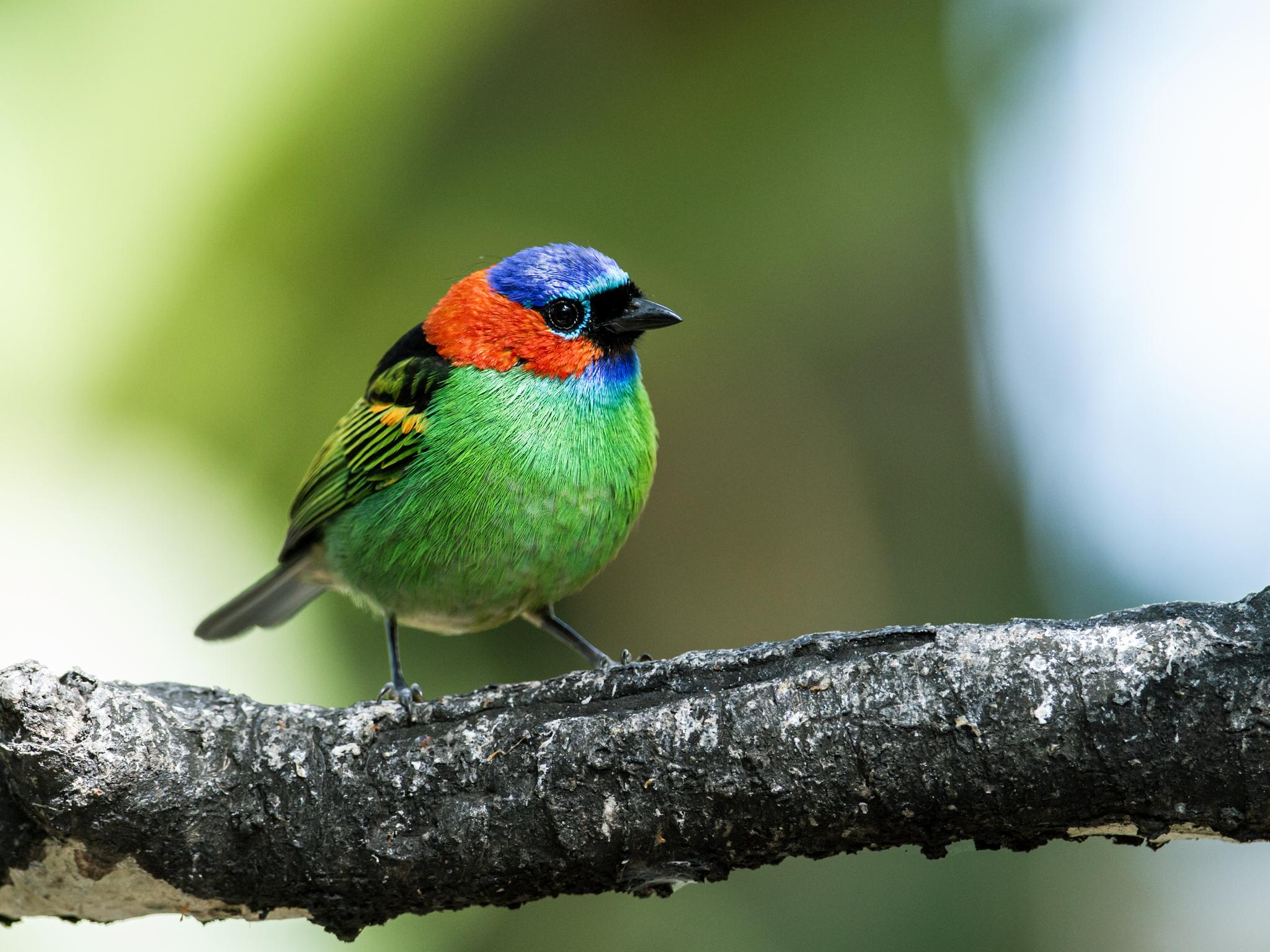 Red-necked Tanager