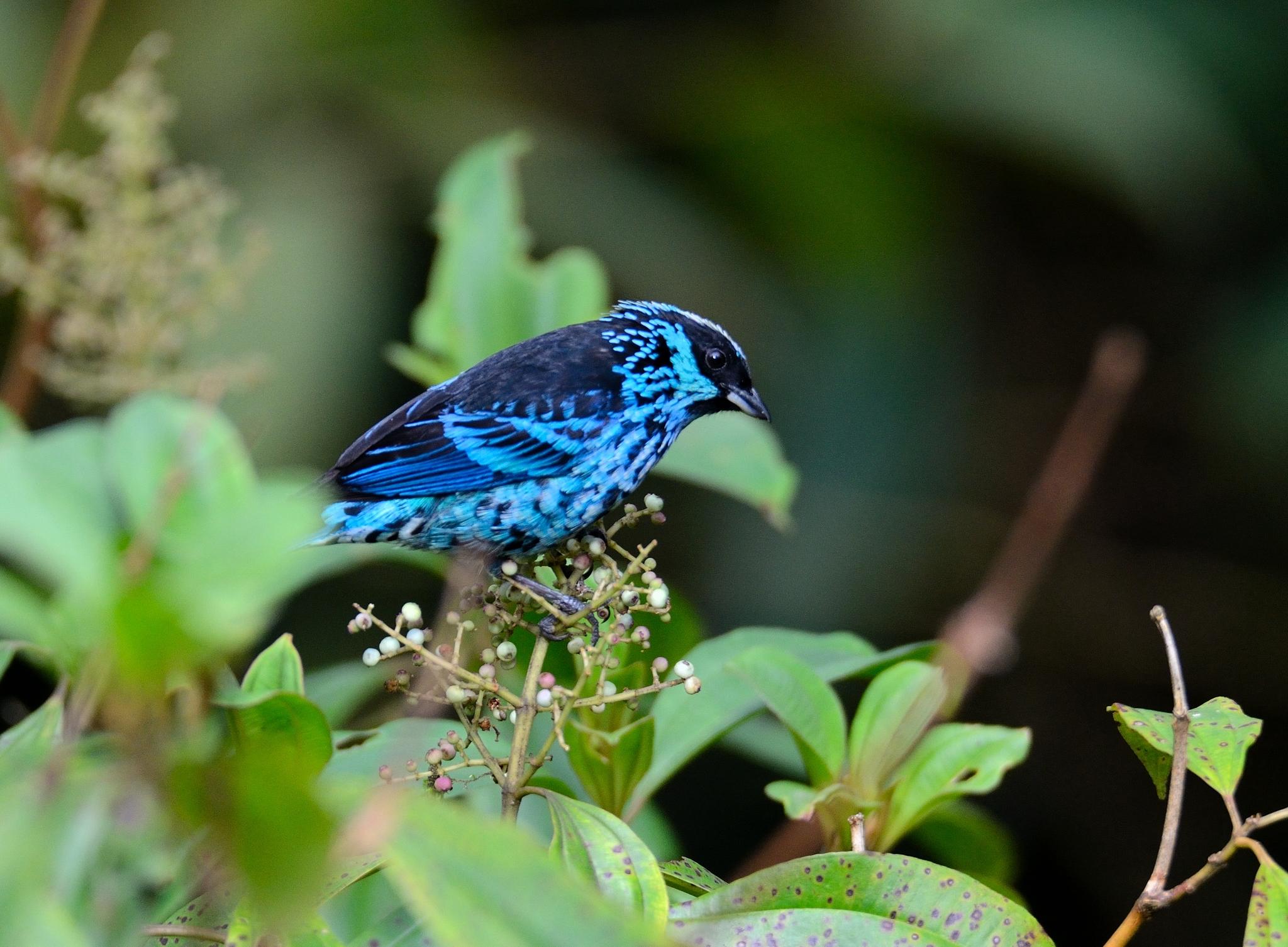Beryl-spangled Tanager