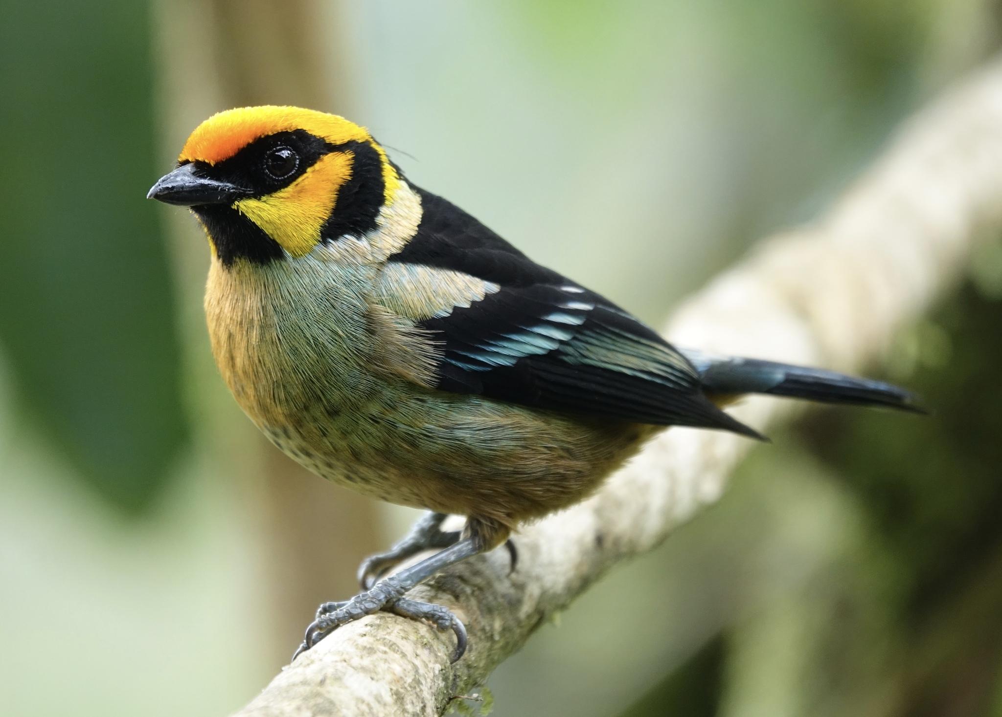 Flame-faced Tanager
