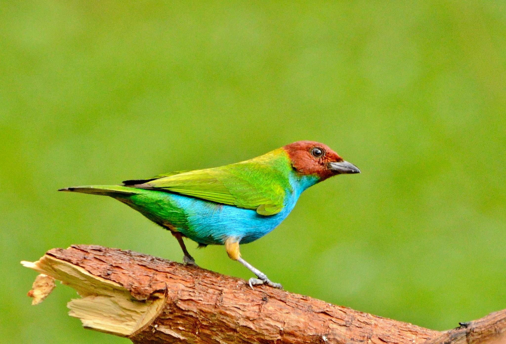 Bay-headed Tanager