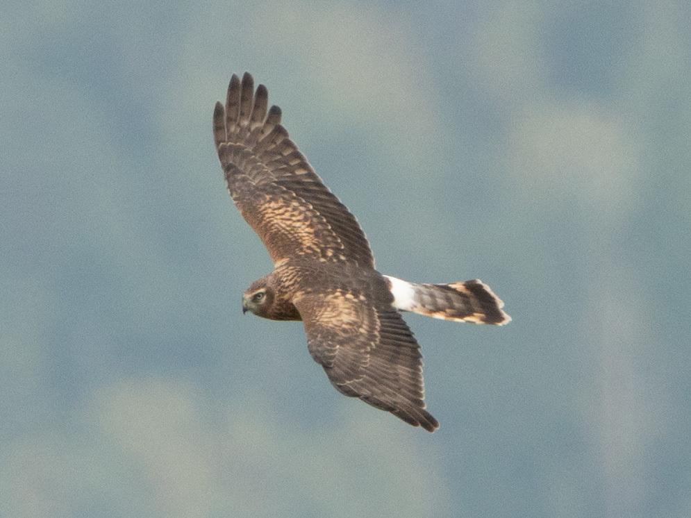 Aguilucho pálido