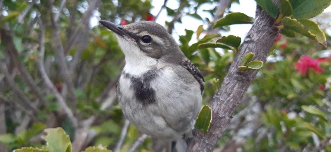 Lavandera de El Cabo