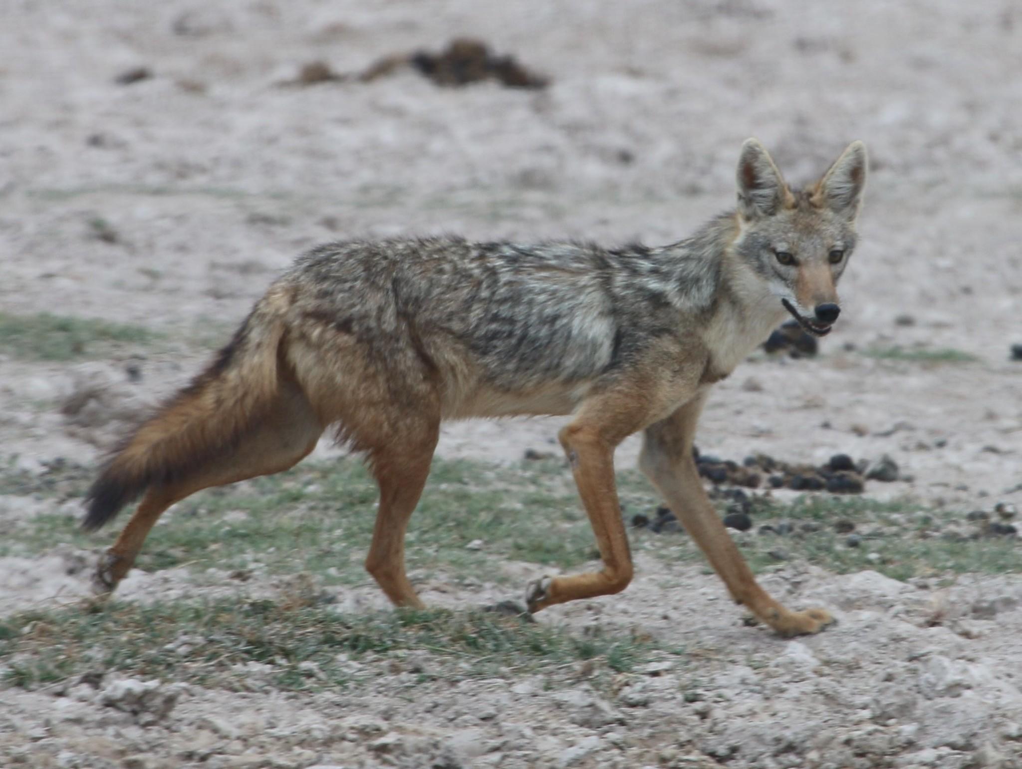 Chacal gris