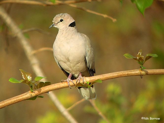 Vinaceous Dove