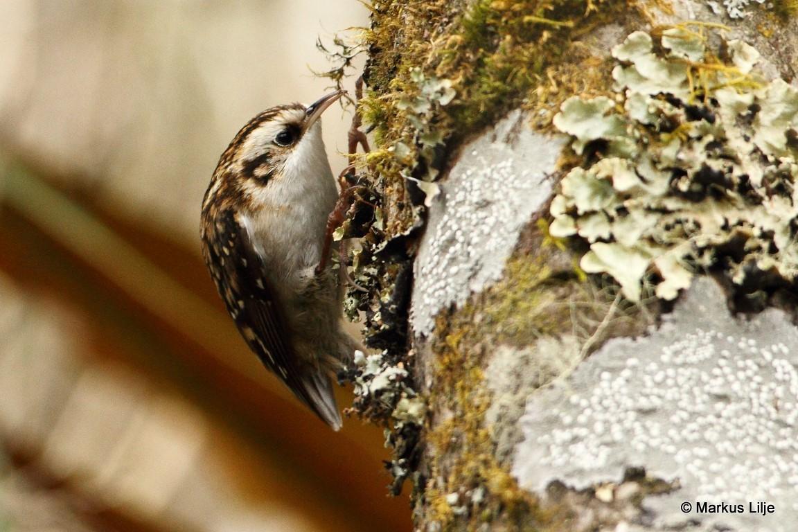 Hodgson's Treecreeper