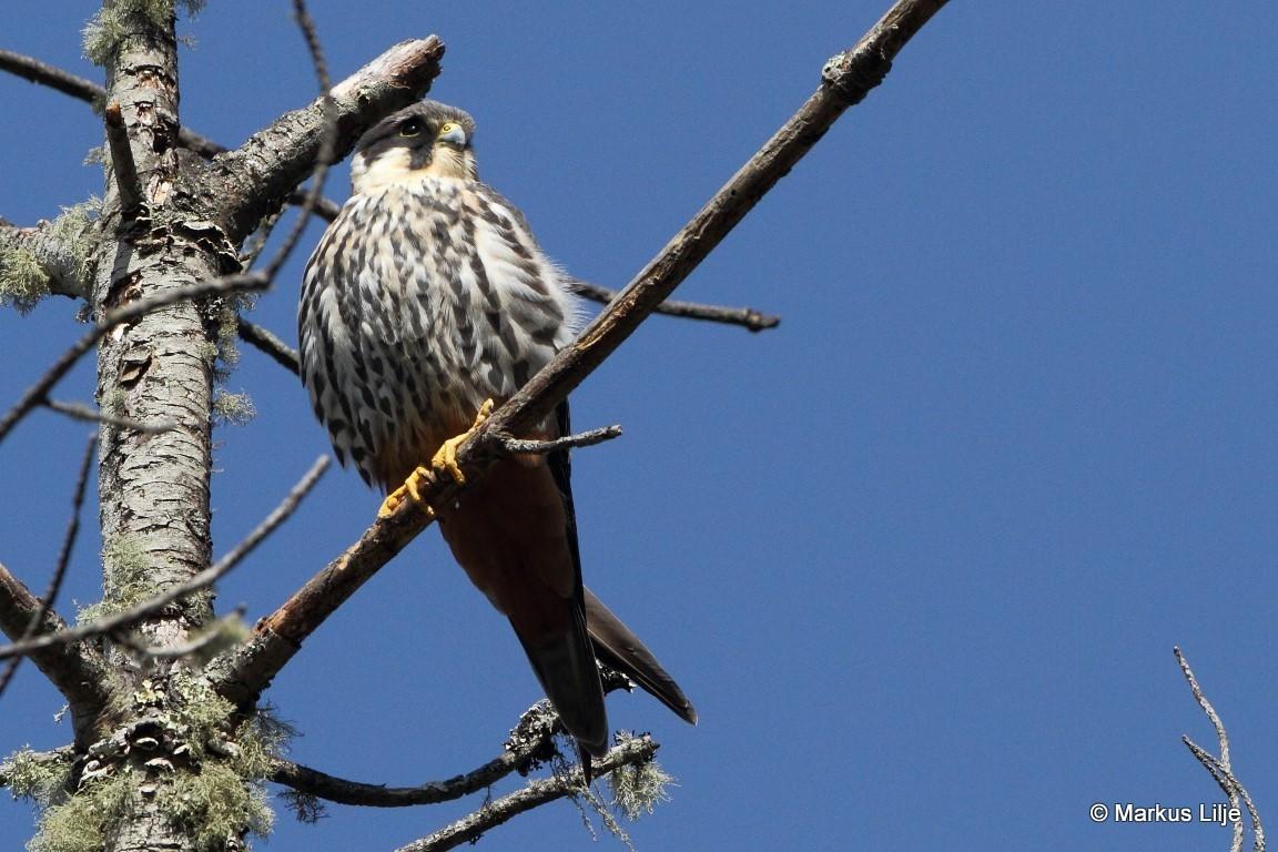 Alcotán europeo