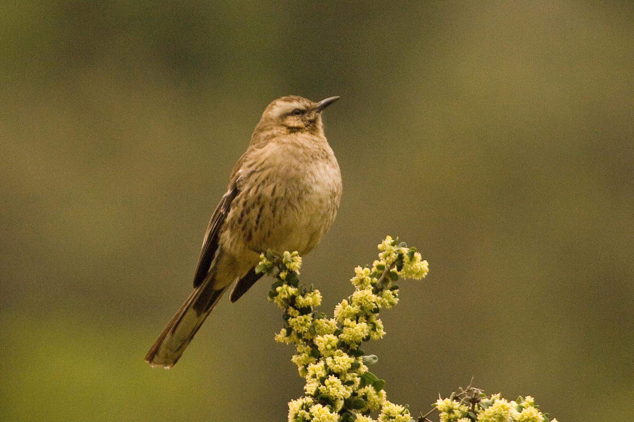 Chilean Mockingbird