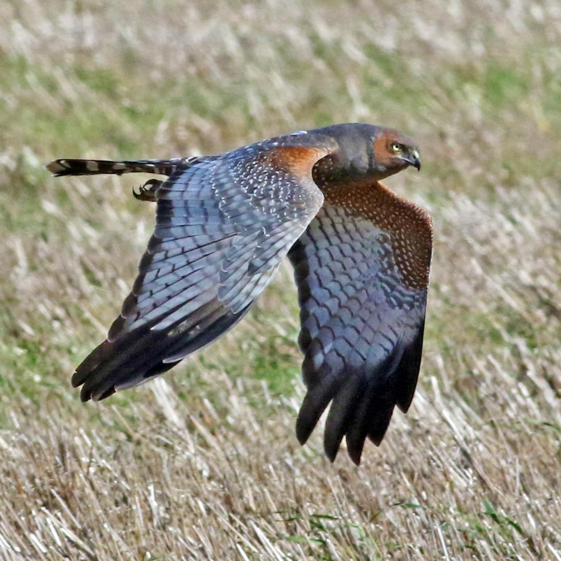 Aguilucho moteado