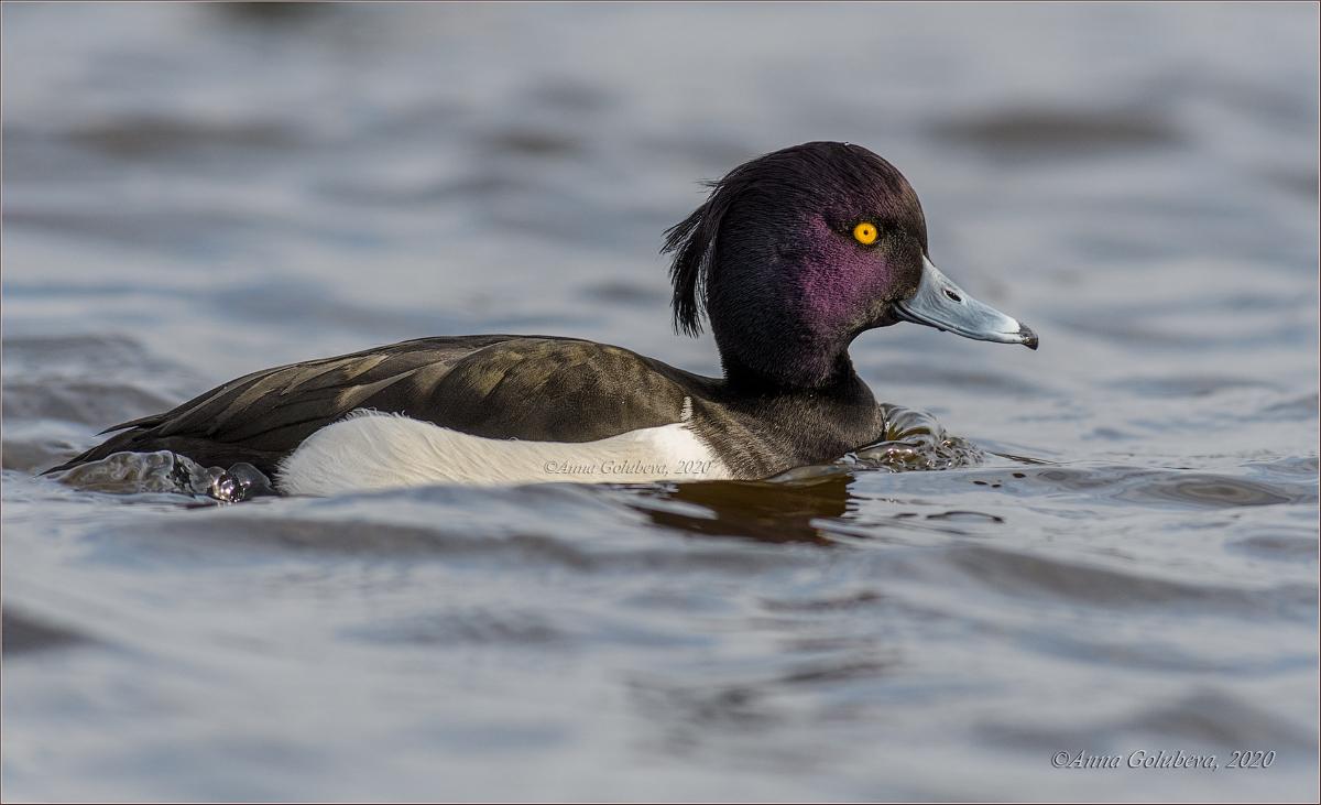 Pato de copete