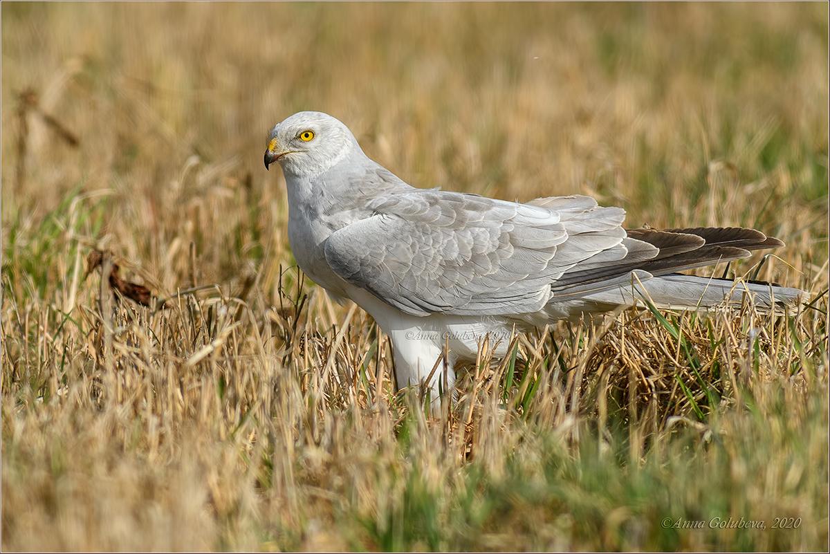Aguilucho papialbo