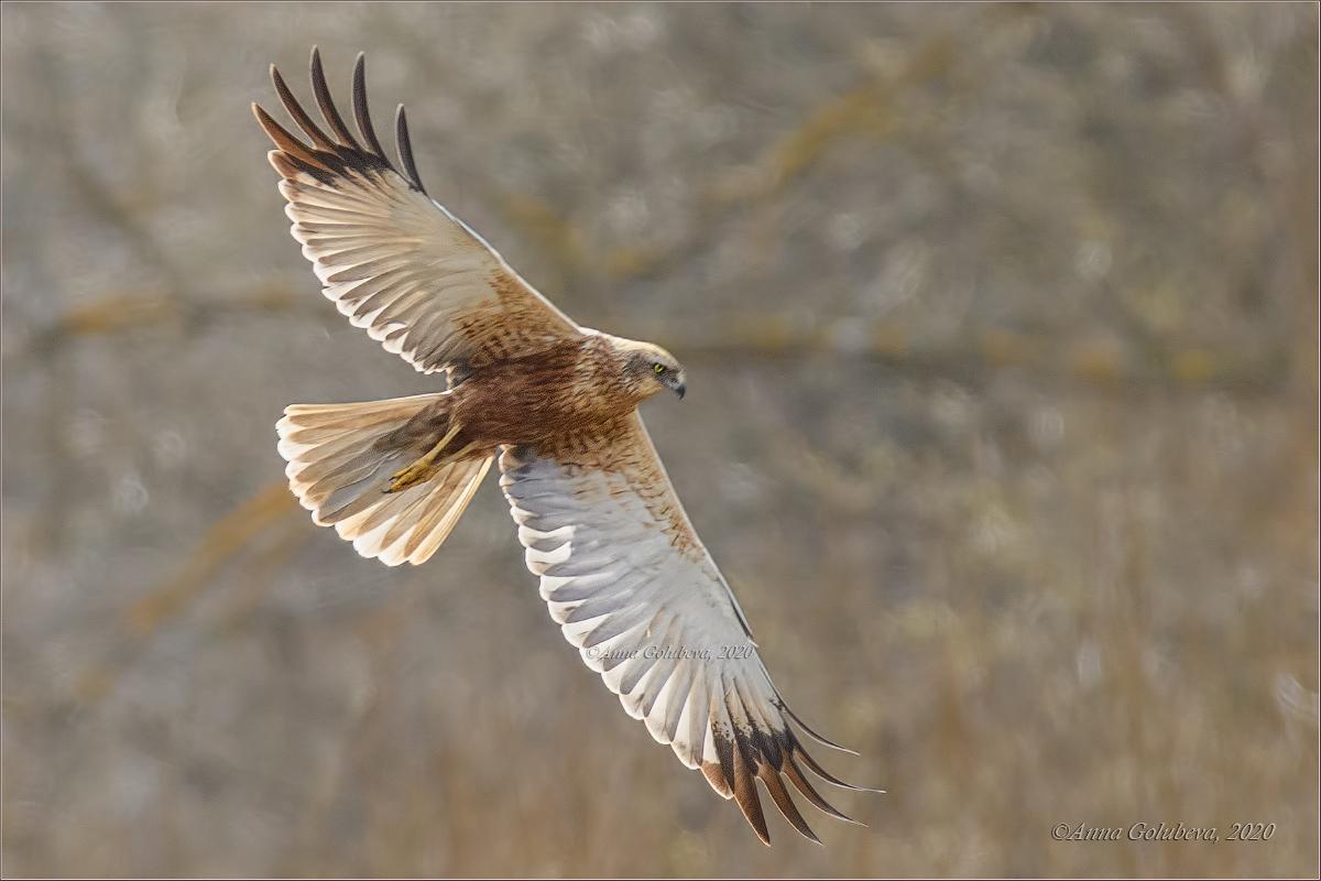 Aguilucho lagunero occidental