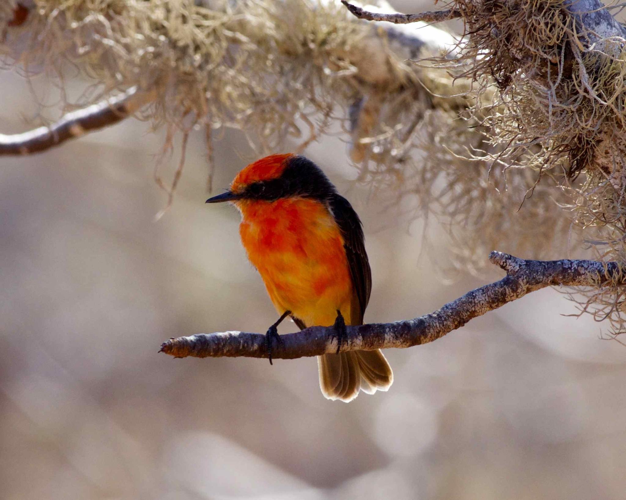 Brujo Flycatcher
