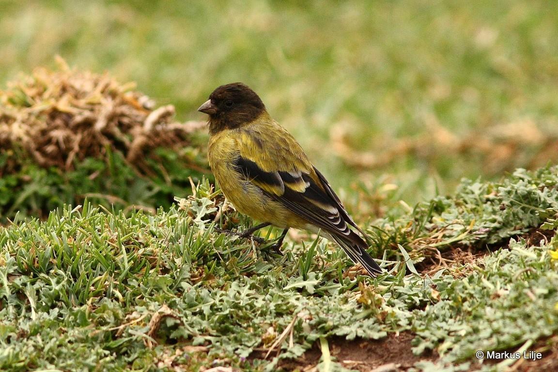 Ethiopian Siskin