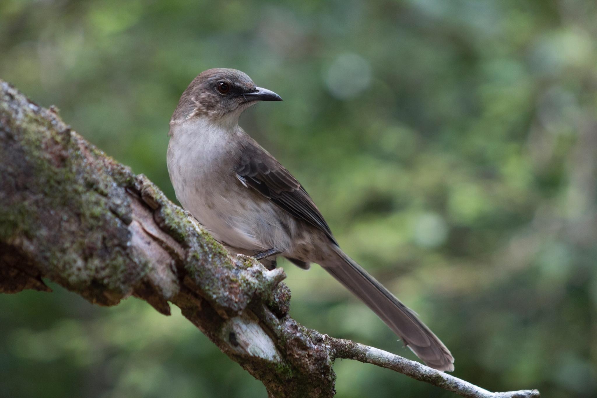 Socorro Mockingbird