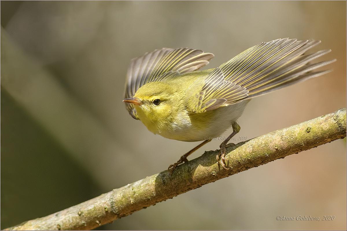 Mosquitero silbador