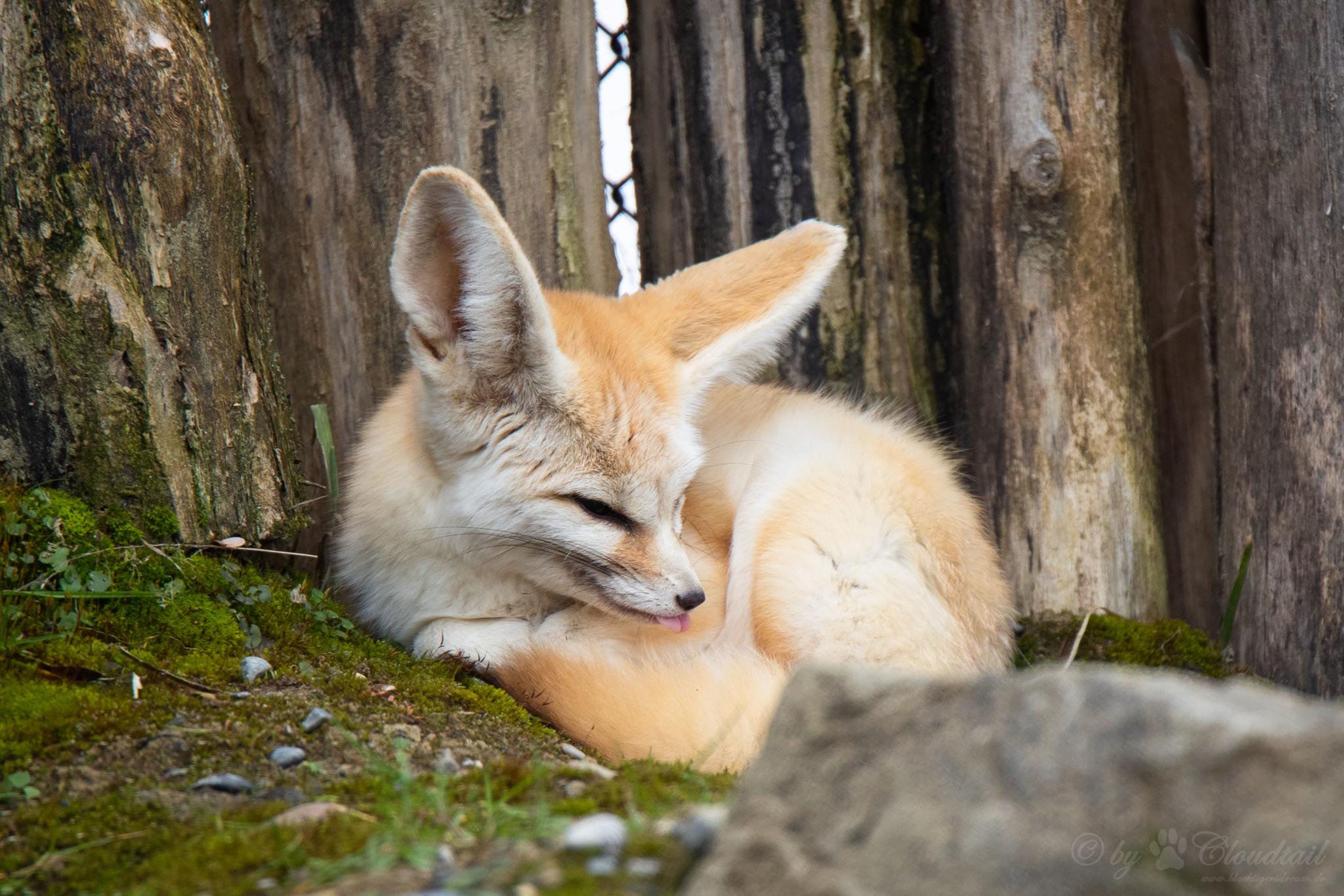 Fennec Fox