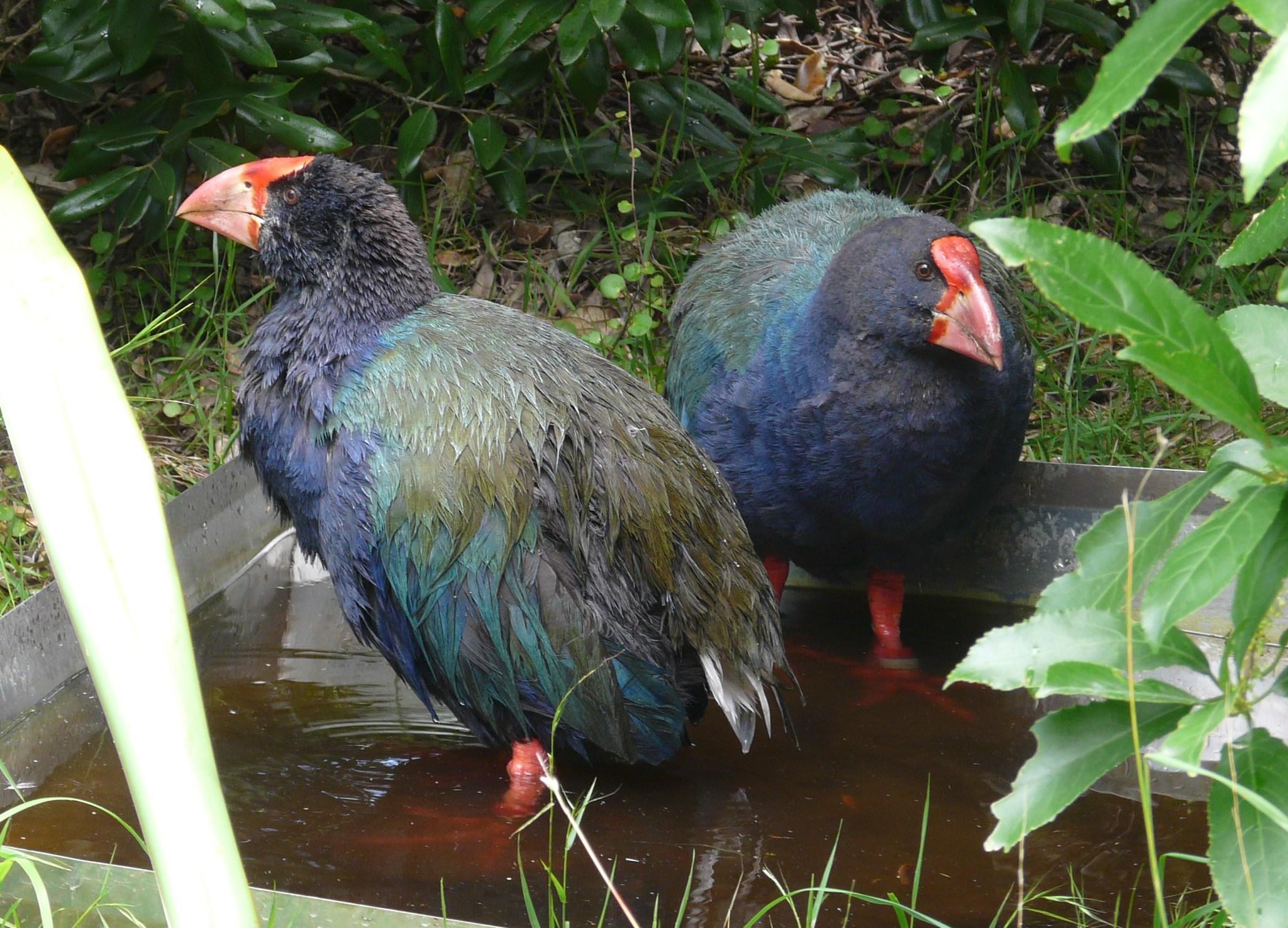 Calamón Takahe