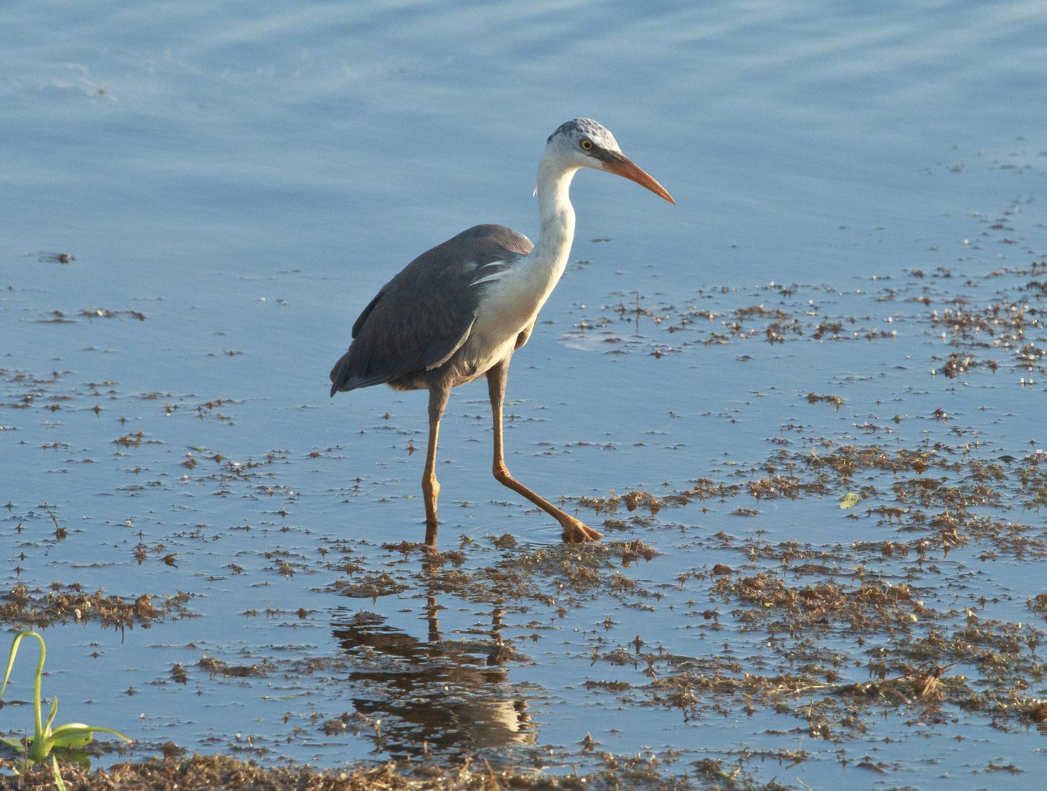 Pied Heron