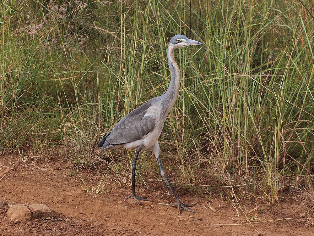 Goliath Heron