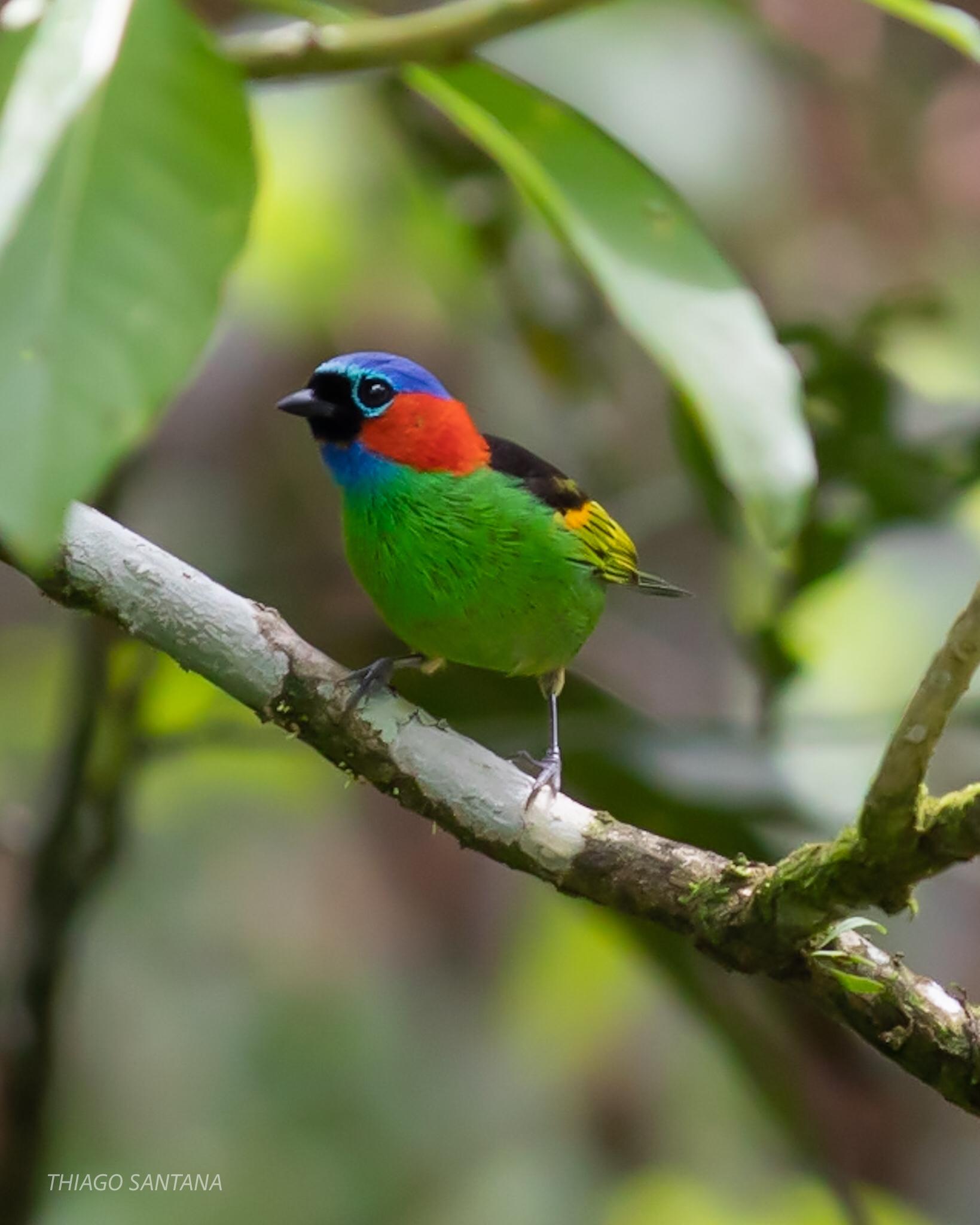 Red-necked Tanager