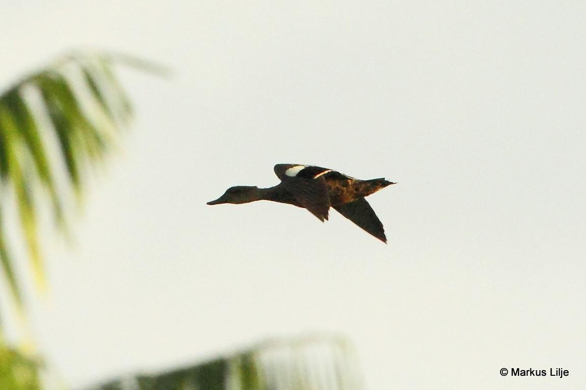 Grey Teal