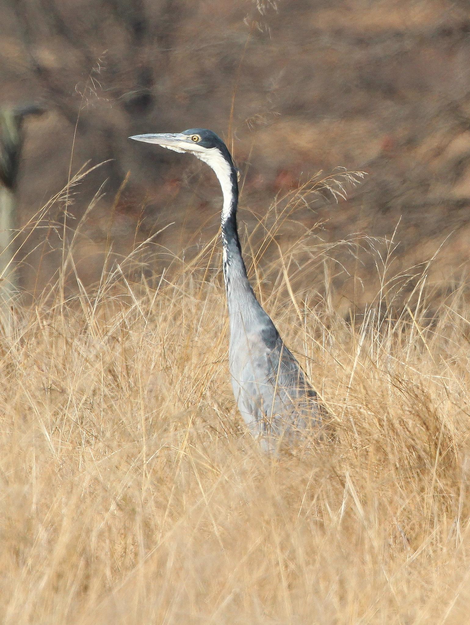 Black-headed Heron