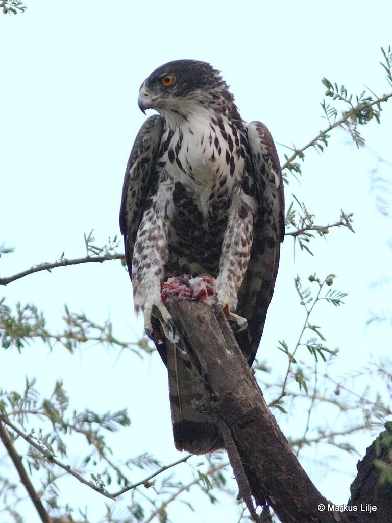 Águila Australiana