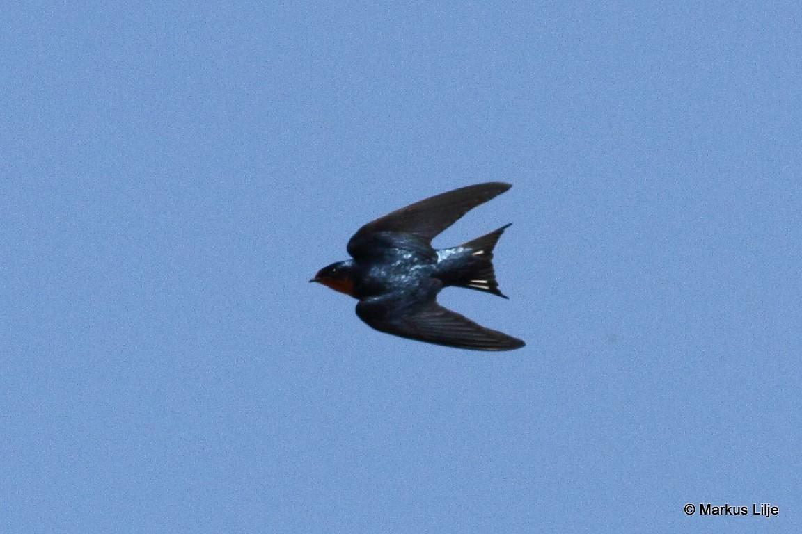Golondrina de Guinea