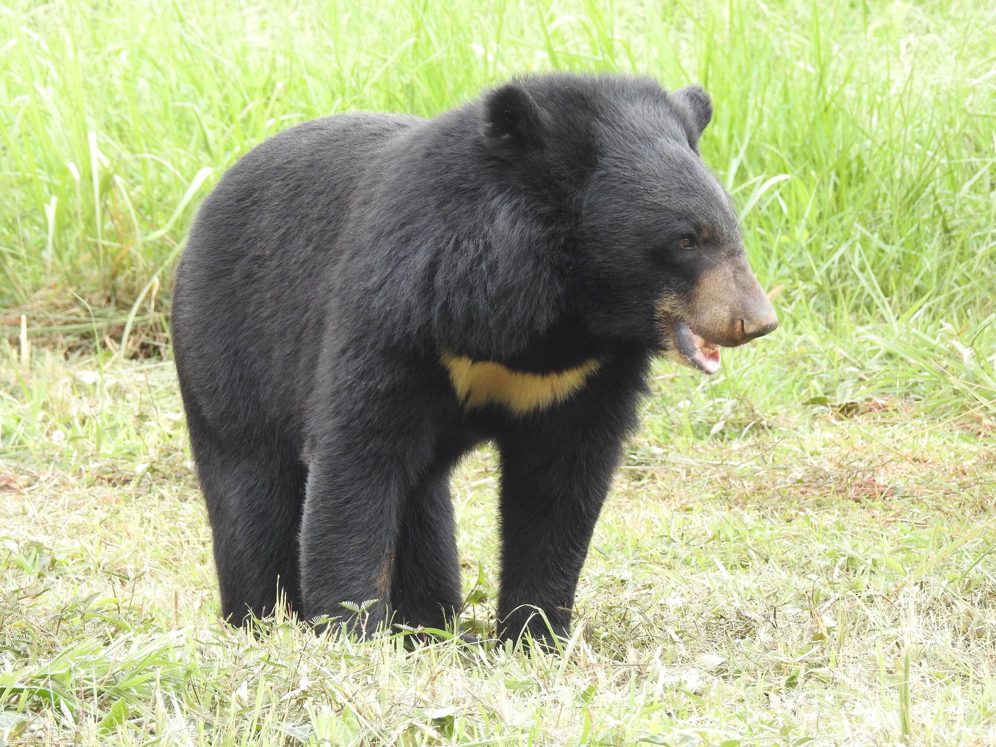 Oso de Collar