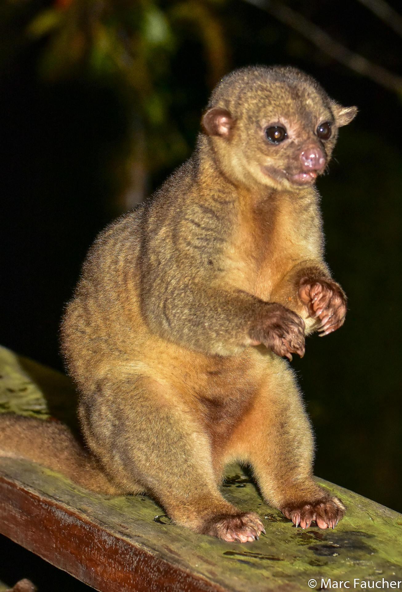 Carnivorans