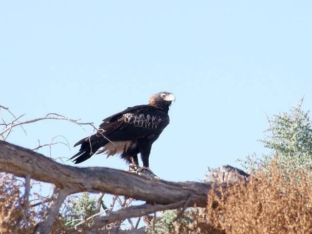 Águila Audaz