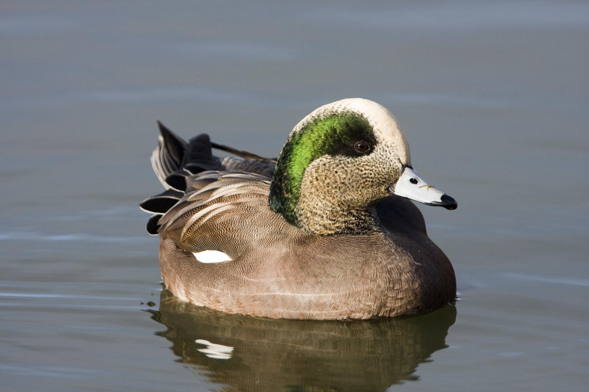 Pato chalcuán