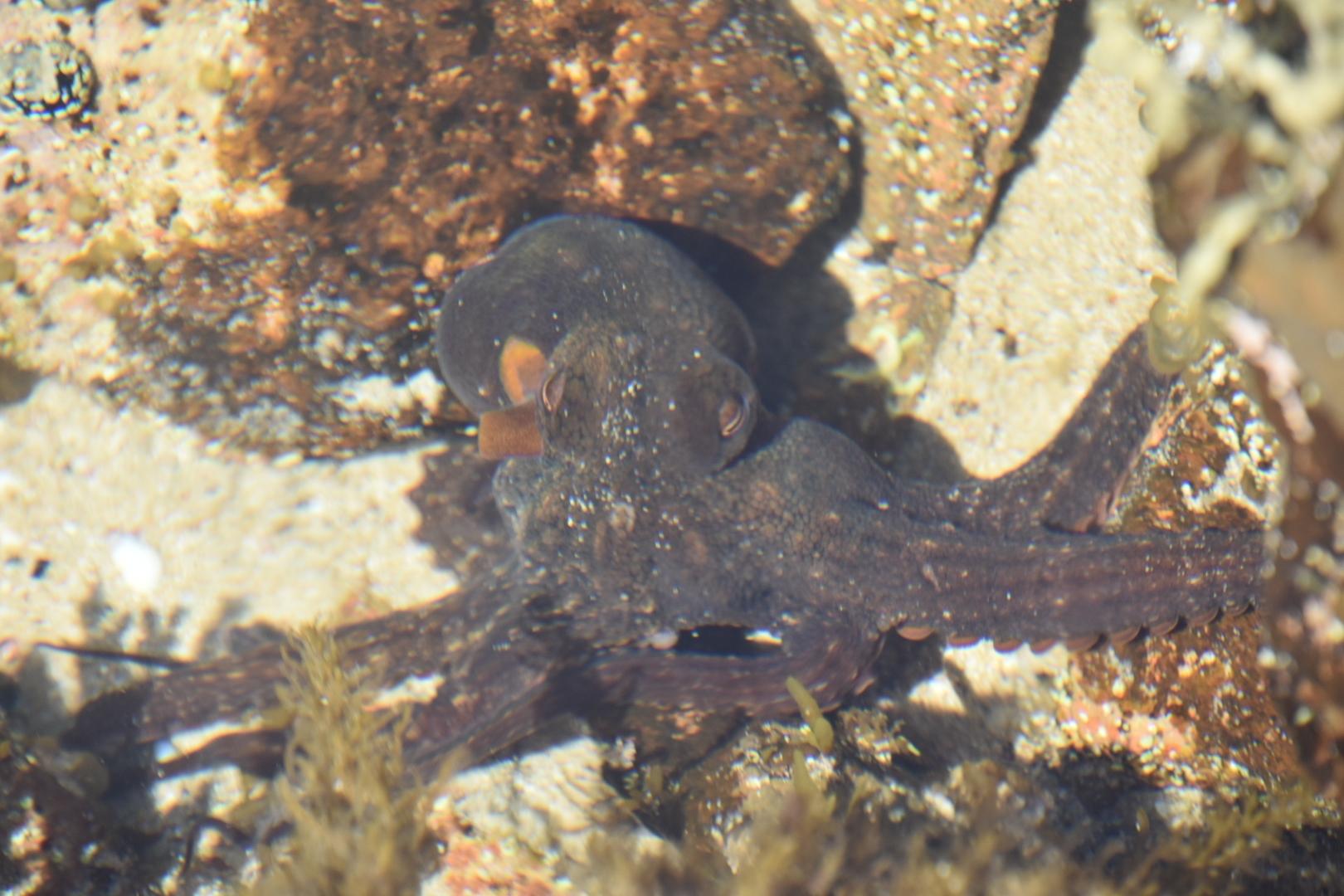 Common Sydney Octopus